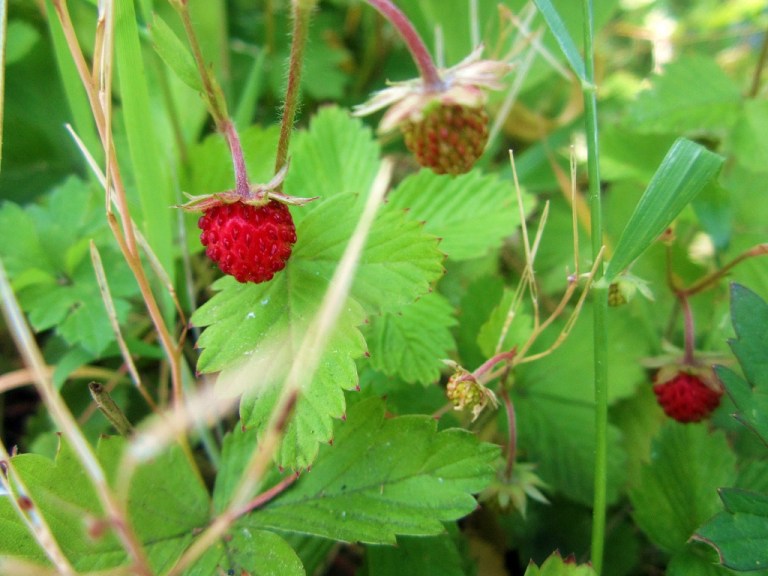 Frankfurter Kranz mit Erdbeeren (8)